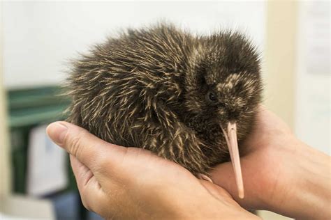 ニュージーランド動物と宇宙の謎：なぜキウイは月を目指すのか？